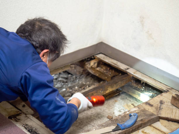 Best Mold Testing  in Bridgeport, WA