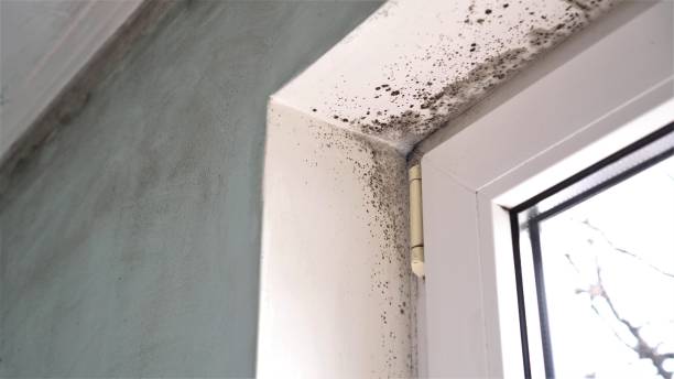 Office Mold Removal Services in Bridgeport, WA