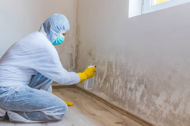 Best Crawl Space Mold Removal  in Bridgeport, WA