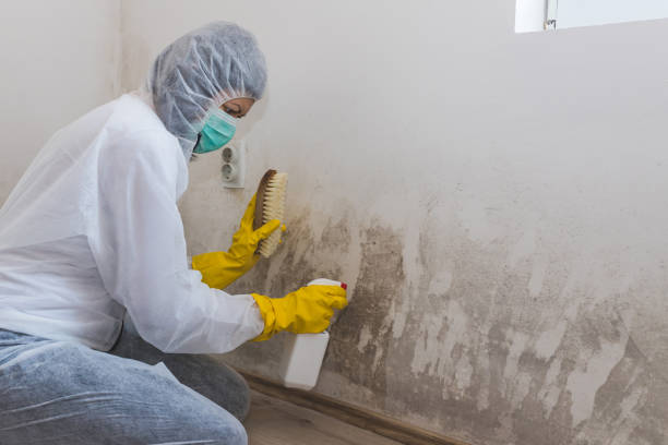 Best Office Mold Removal Services  in Bridgeport, WA
