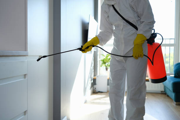 Professional Mold Removal in Bridgeport, WA