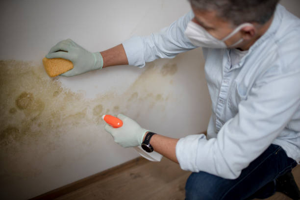 Best Mold Damage Repair  in Bridgeport, WA