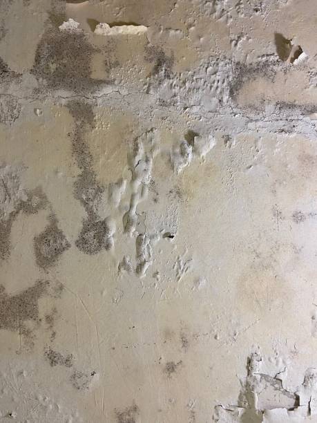 Best Toxic Mold Removal  in Bridgeport, WA