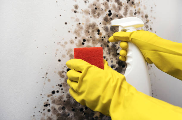 Professional Mold Removal in Bridgeport, WA