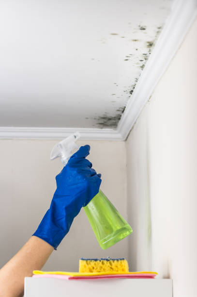 Best Mold Removal Near Me  in Bridgeport, WA